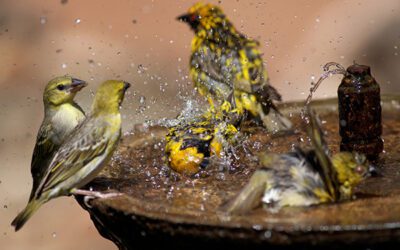 3 Best Solar-Powered Bird Bath Fountains