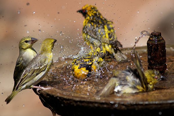 3 Best Solar-Powered Bird Bath Fountains